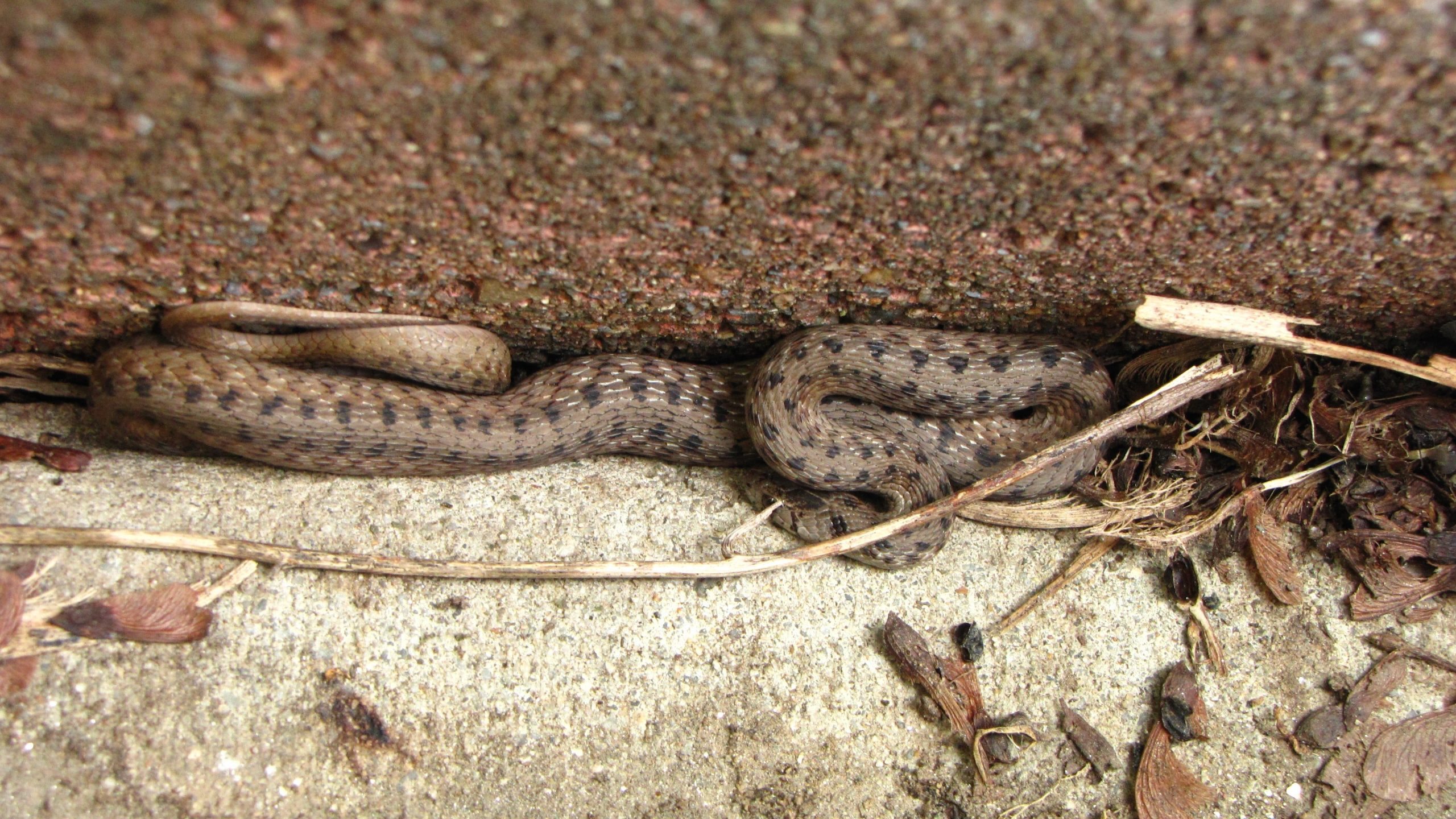 Tôi tìm thấy con rắn này trong vườn nhà mình… Nhưng khi bác sĩ thú y nhìn thấy nó, ông ấy tái mặt và hét lên, “Gọi xe cấp cứu ngay lập tức!”