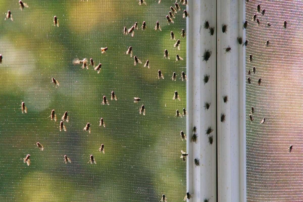 Dowiedz się, jak odstraszyć muchy z domu!