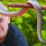 Tôi tìm thấy con rắn này trong vườn nhà mình… Nhưng khi bác sĩ thú y nhìn thấy nó, ông ấy tái mặt và hét lên, “Gọi xe cấp cứu ngay lập tức!” ➤ Buzzday.info