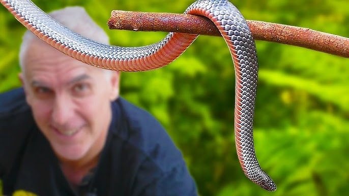 Tôi tìm thấy con rắn này trong vườn nhà mình… Nhưng khi bác sĩ thú y nhìn thấy nó, ông ấy tái mặt và hét lên, “Gọi xe cấp cứu ngay lập tức!” ➤ Buzzday.info