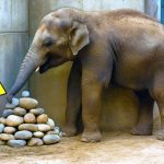 Voi liên tục đặt đá vào góc chuồng, rồi các chuyên gia phát hiện ra lý do… ➤ Buzzday.info