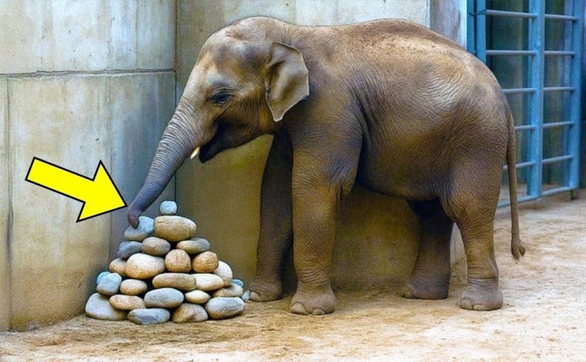 Voi liên tục đặt đá vào góc chuồng, rồi các chuyên gia phát hiện ra lý do… ➤ Buzzday.info