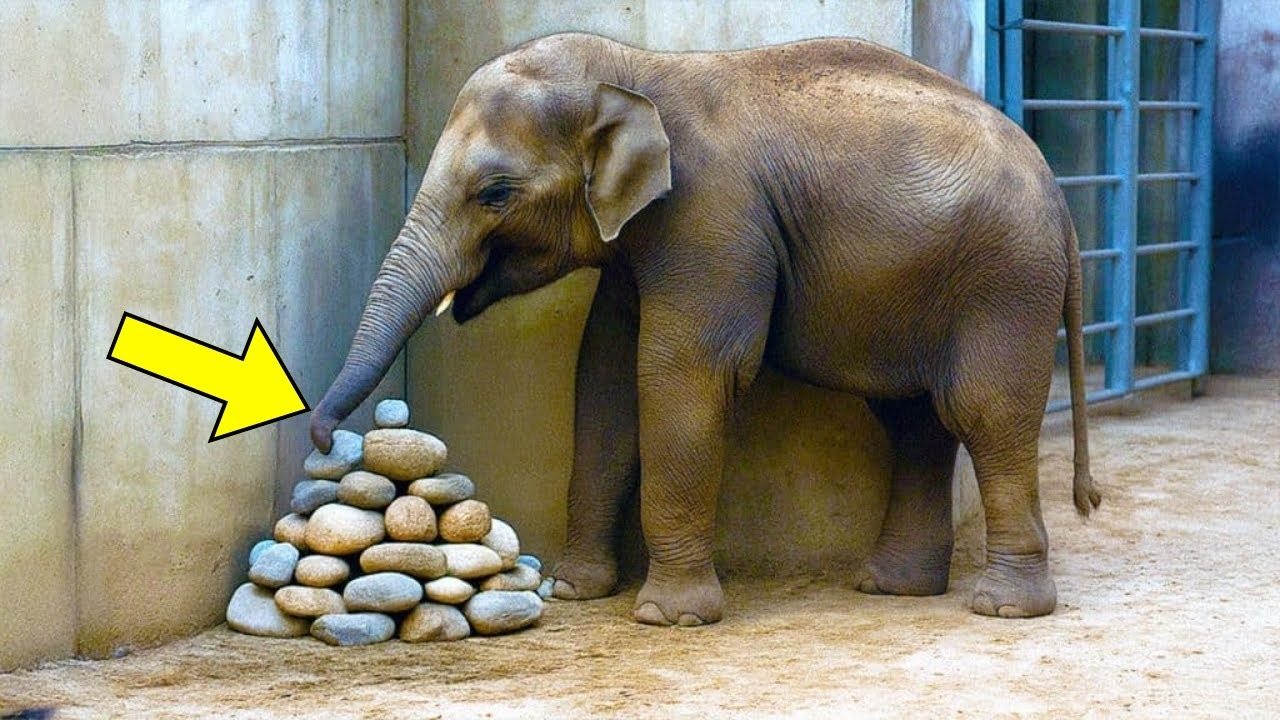 Voi liên tục đặt đá vào góc chuồng, rồi các chuyên gia phát hiện ra lý do… ➤ Buzzday.info