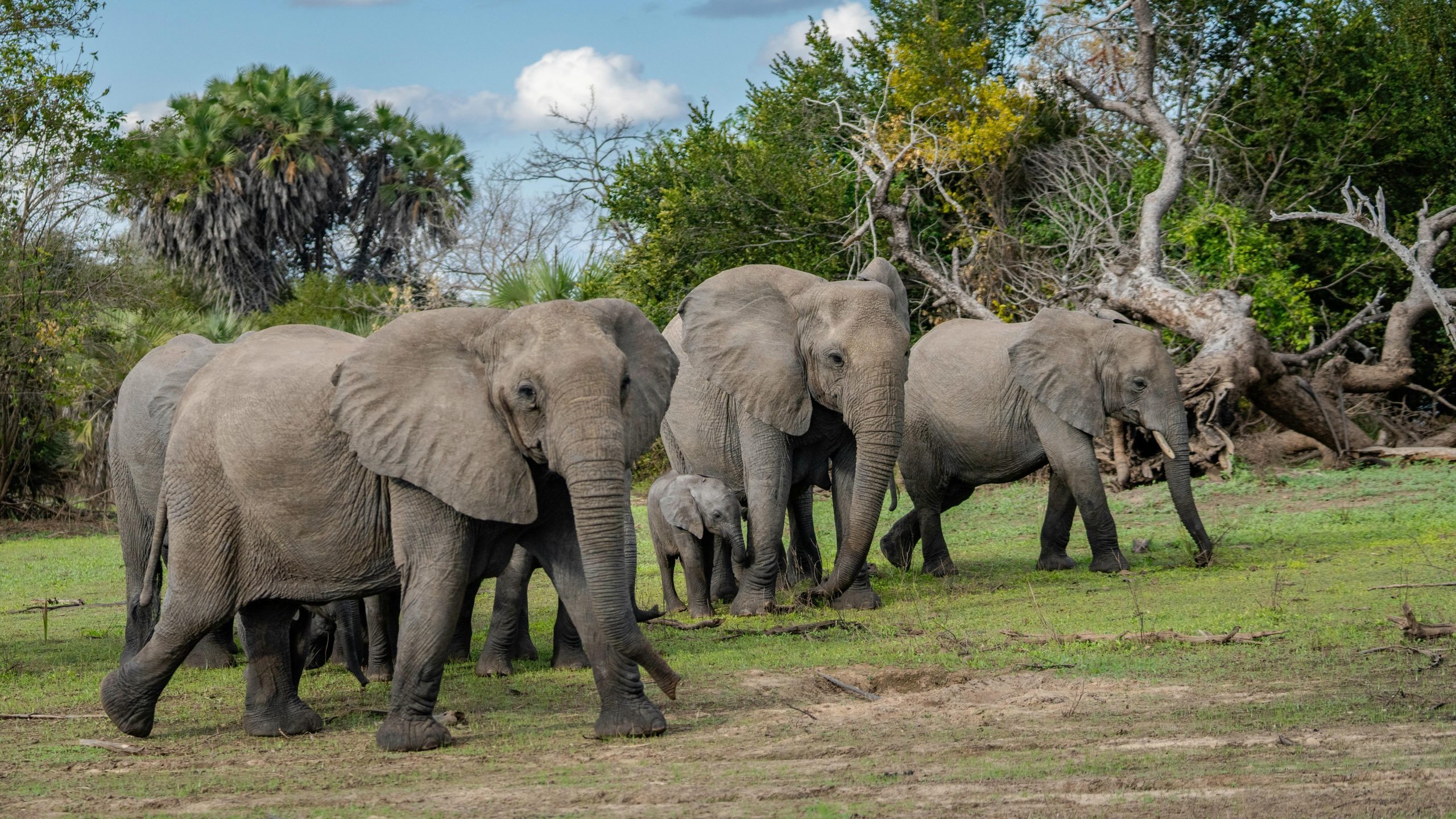 Voi liên tục đặt đá vào góc chuồng, rồi các chuyên gia phát hiện ra lý do…
