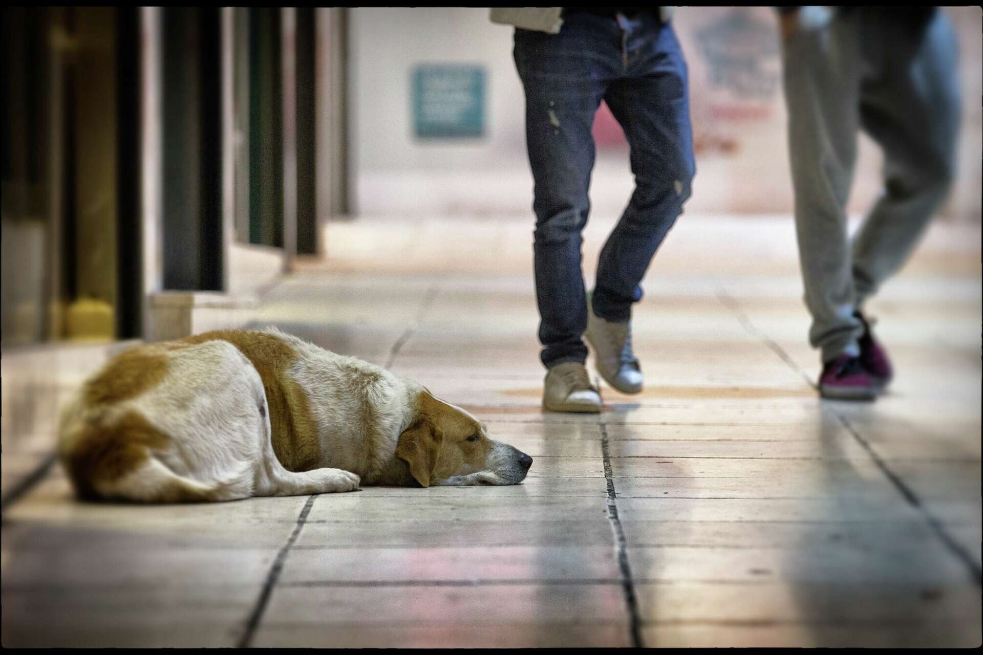 Po latach rozłąki, ten bezdomny pies znów widzi swojego właściciela – nie uwierzysz, co robi