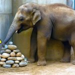 Elephant Kept Placing Stones in Corner of Enclosure, Then Experts Found Out Why… ➤ Buzzday.info