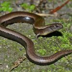 I found this snake in my garden… But when the vet saw it, he turned pale and shouted, “Call an ambulance immediately!” ➤ Buzzday.info