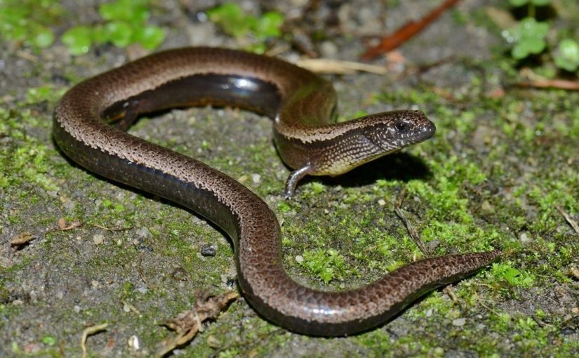 I found this snake in my garden… But when the vet saw it, he turned pale and shouted, “Call an ambulance immediately!” ➤ Buzzday.info