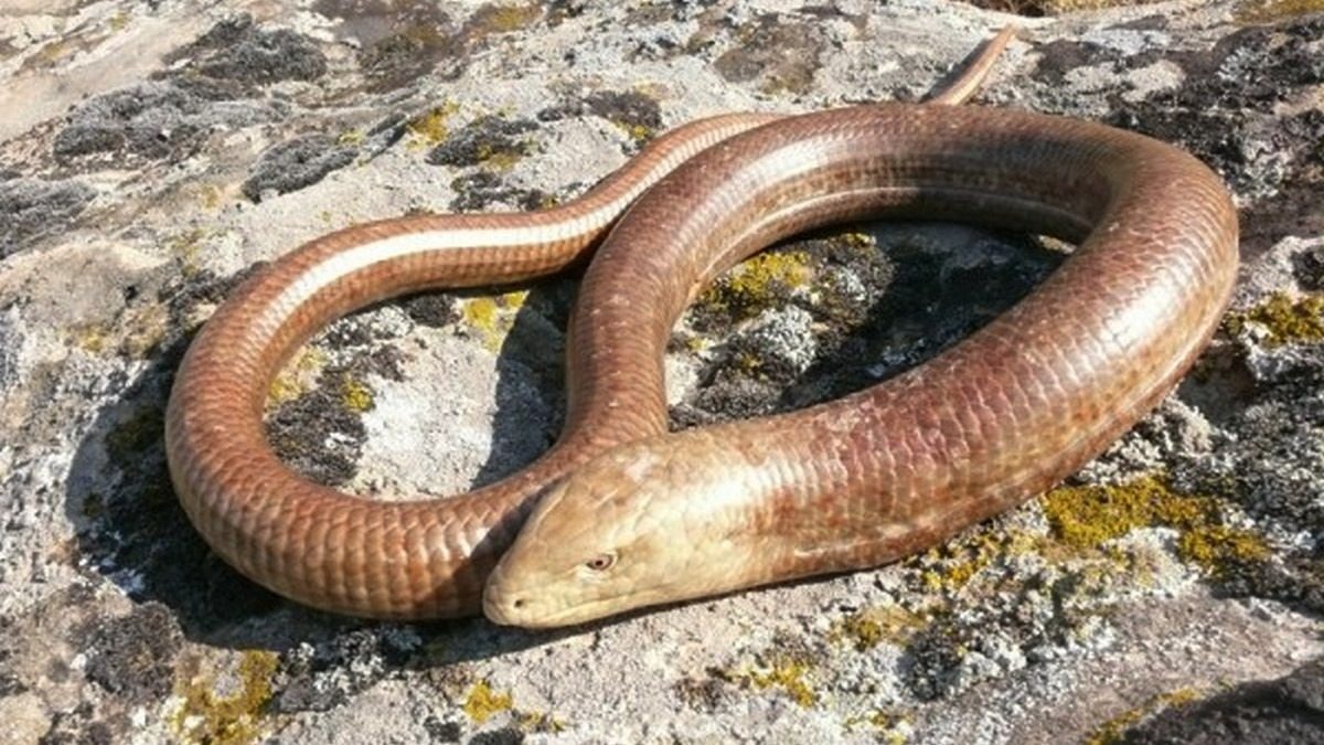 I found this snake in my garden… But when the vet saw it, he turned pale and shouted, “Call an ambulance immediately!”
