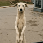 Po latach rozłąki, ten bezdomny pies znów widzi swojego właściciela – nie uwierzysz, co robi ➤ Buzzday.info