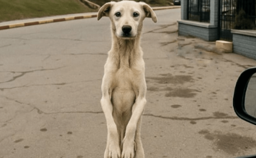 Po latach rozłąki, ten bezdomny pies znów widzi swojego właściciela – nie uwierzysz, co robi ➤ Buzzday.info