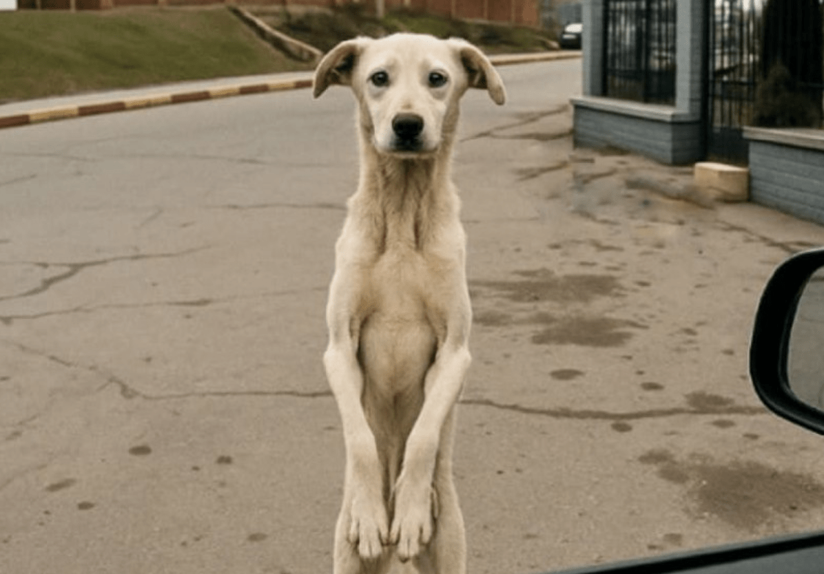 Po latach rozłąki, ten bezdomny pies znów widzi swojego właściciela – nie uwierzysz, co robi ➤ Buzzday.info