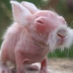 A girl (5) thought she’d saved a rabbit. The vet says it’ll make headlines when he sees it ➤ Buzzday.info