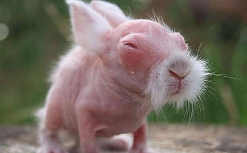 A girl (5) thought she’d saved a rabbit. The vet says it’ll make headlines when he sees it ➤ Buzzday.info