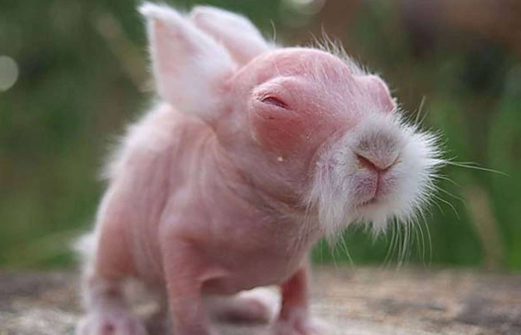 Dziewczynka (5) myślała, że ​​uratowała królika. Weterynarz mówi, że trafi na pierwsze strony gazet, gdy go zobaczy ➤ Buzzday.info