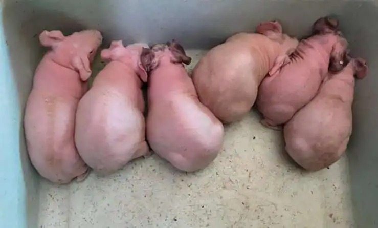 A girl (5) thought she’d saved a rabbit. The vet says it’ll make headlines when he sees it