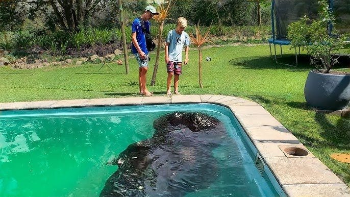 Une mère entend un plongeon dans la piscine et découvre un énorme animal à l’intérieur