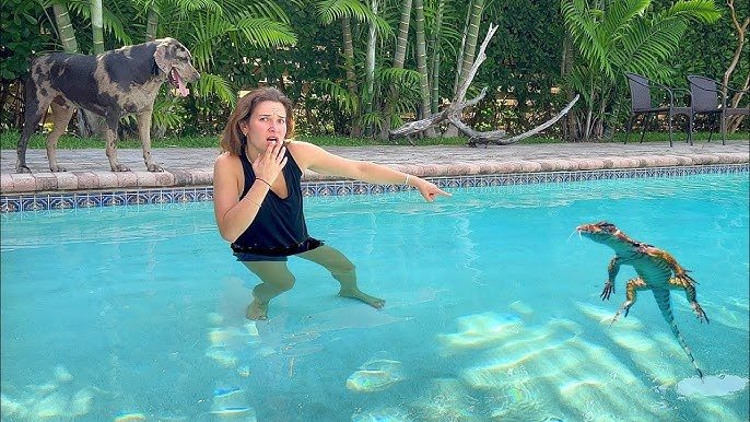 Une mère entend un plongeon dans la piscine et découvre un énorme animal à l’intérieur