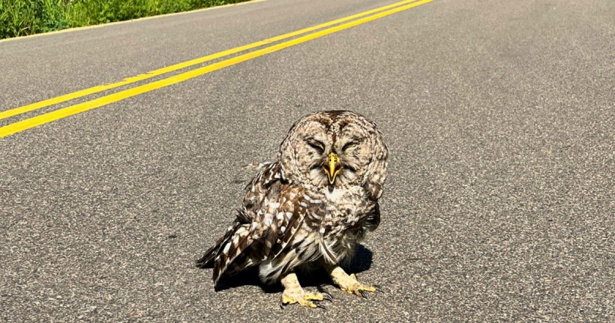 A Little Owl That Stopped Traffic and Helped Save a Man