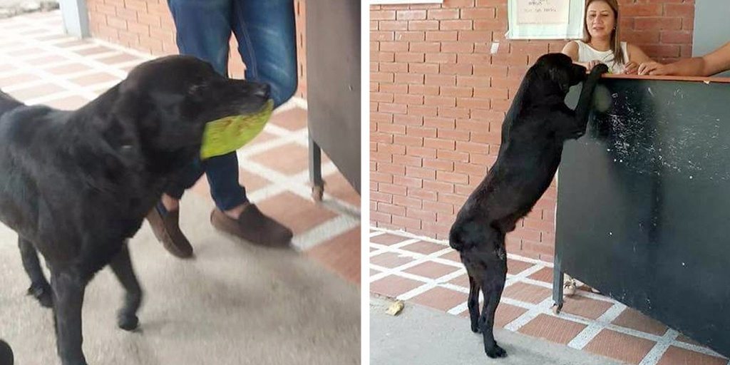 Stray Dog Drops A Leaf At Shop Every Morning – One Day, The Shop Owner Follows It.