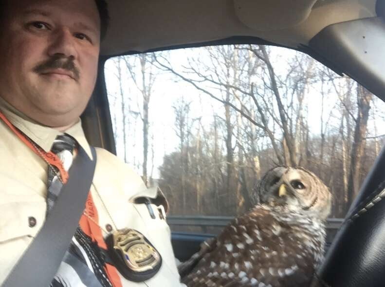 A Little Owl That Stopped Traffic and Helped Save a Man