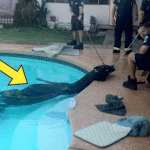 Une mère entend un plongeon dans la piscine et découvre un énorme animal à l’intérieur ➤ Buzzday.info