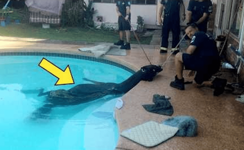 Une mère entend un plongeon dans la piscine et découvre un énorme animal à l’intérieur ➤ Buzzday.info