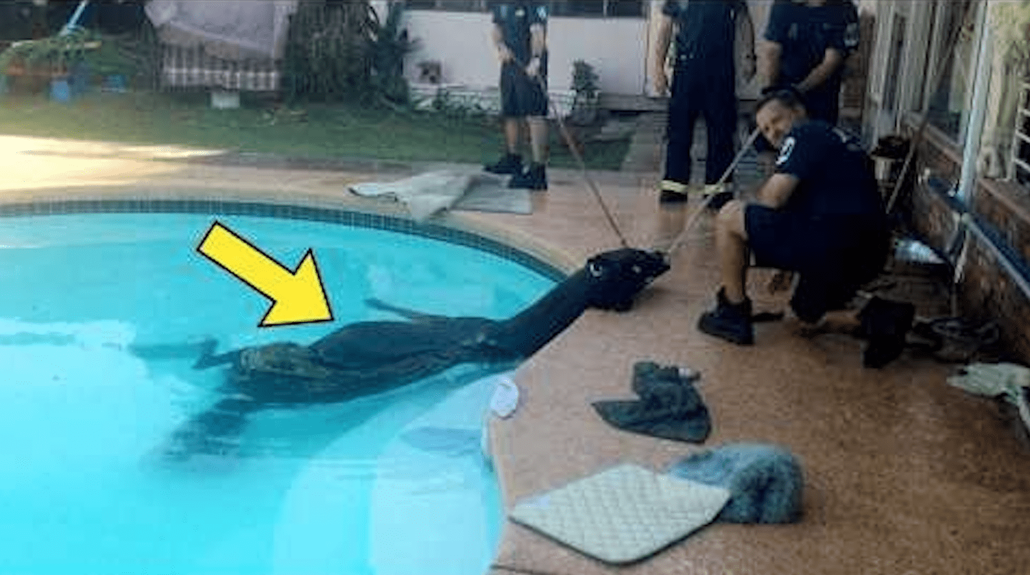 Mama słyszy skok do basenu i odkrywa w nim ogromne zwierzę ➤ Buzzday.info