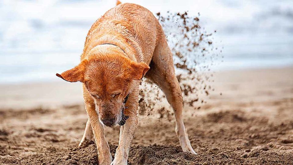 The dog started digging in the yard, and the find changed his owner’s life