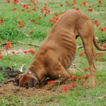 The dog started digging in the yard, and the find changed his owner’s life ➤ Buzzday.info