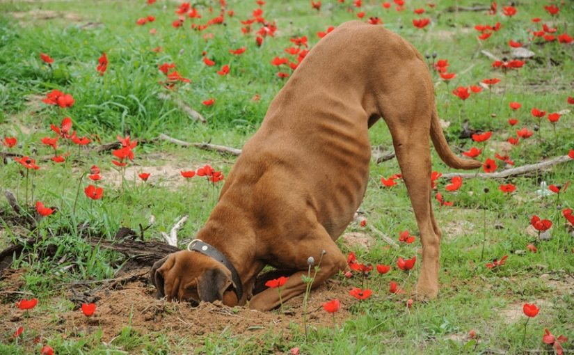 The dog started digging in the yard, and the find changed his owner’s life ➤ Buzzday.info