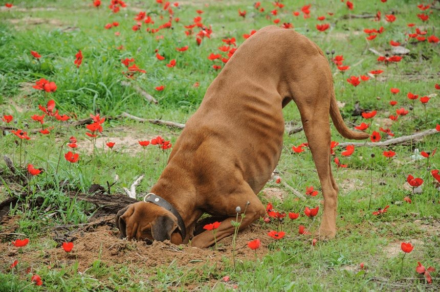 The dog started digging in the yard, and the find changed his owner’s life ➤ Buzzday.info