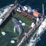 Whale in the Baltic Sea: A humpback whale has swam into a transport ship and is being moved ➤ Buzzday.info