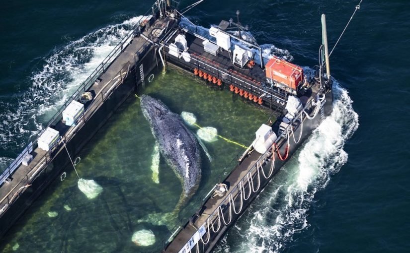 Whale in the Baltic Sea: A humpback whale has swam into a transport ship and is being moved ➤ Buzzday.info