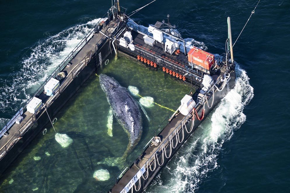 Whale in the Baltic Sea: A humpback whale has swam into a transport ship and is being moved ➤ Buzzday.info