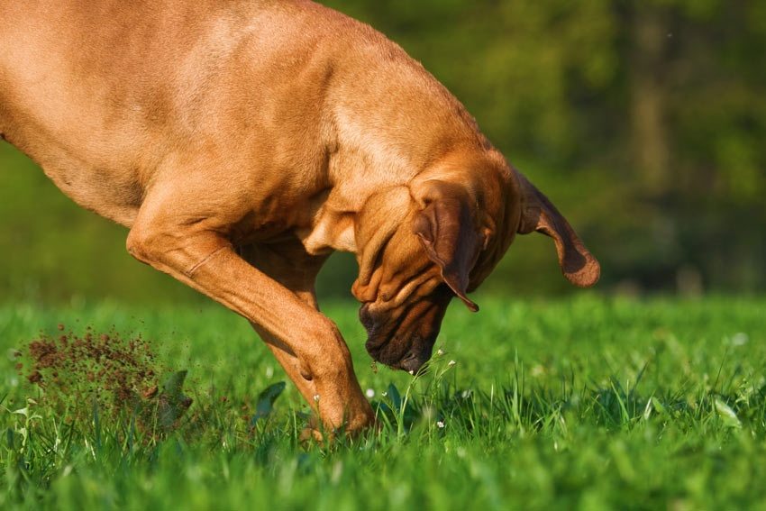 The dog started digging in the yard, and the find changed his owner’s life
