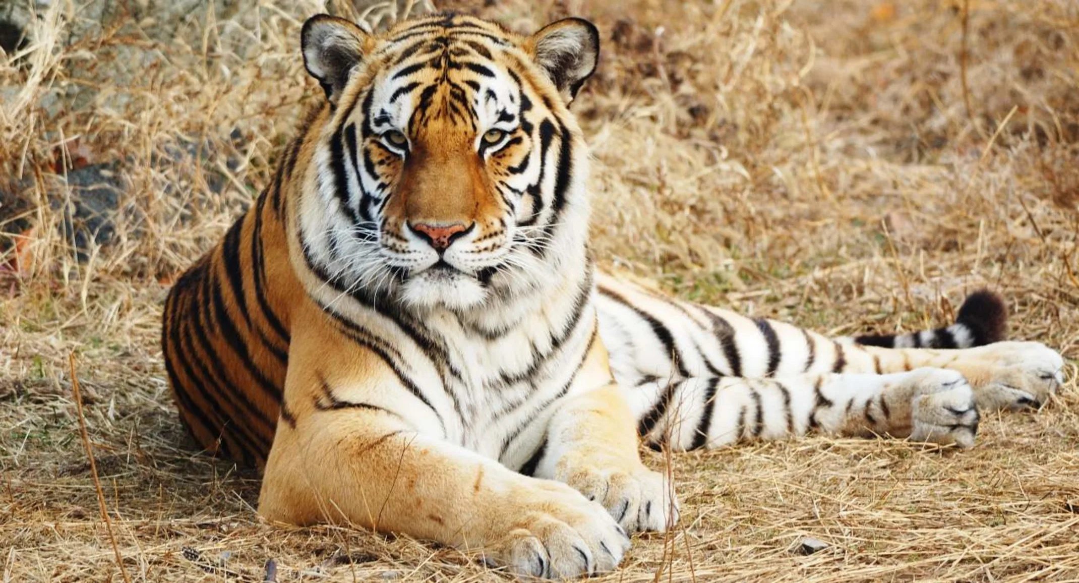 Tiger Refuses To Move For Days—Keeper Couldn’t Believe It When They Discover Why