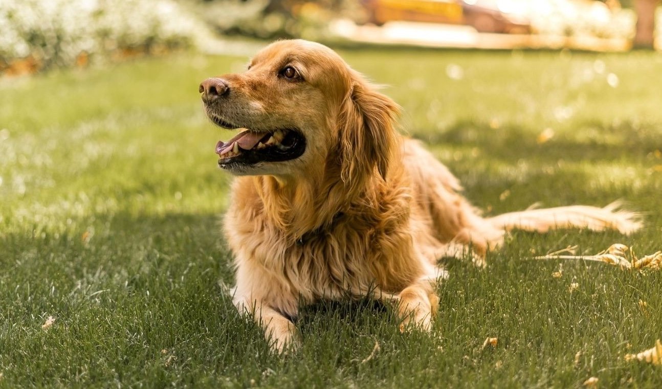 A man tired of his neighbors’ dogs turning his lawn into a toilet—and came up with a way to teach them a lesson