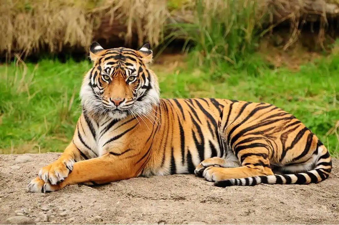 Tiger Refuses To Move For Days—Keeper Couldn’t Believe It When They Discover Why