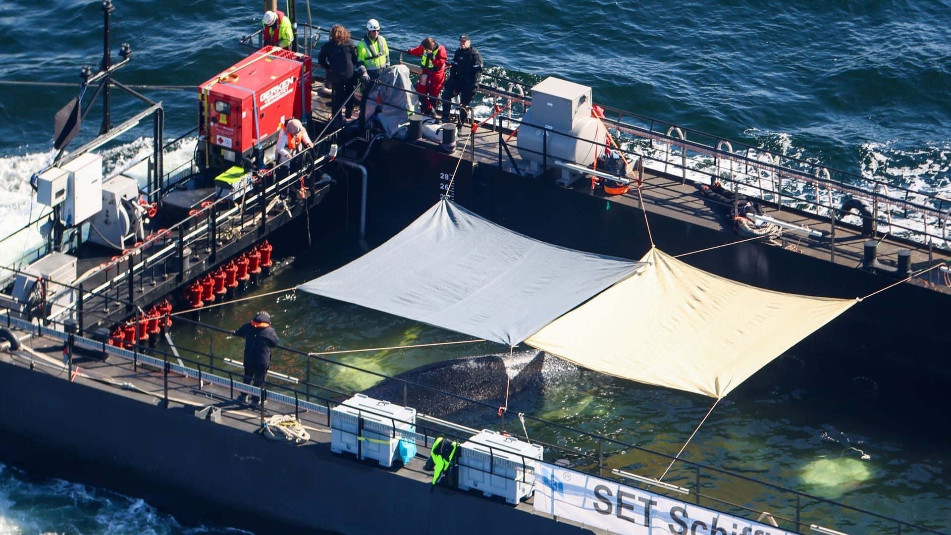 Whale in the Baltic Sea: A humpback whale has swam into a transport ship and is being moved