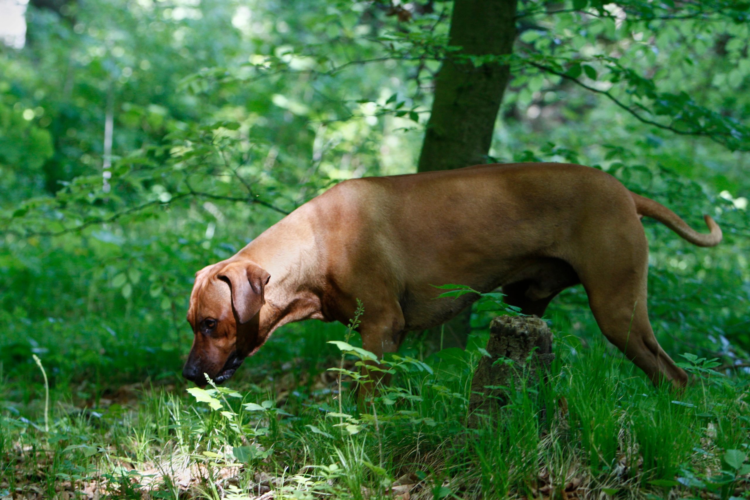 The dog started digging in the yard, and the find changed his owner’s life