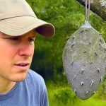 El credea că este un cuib de viespi – dar adevărul s-a dovedit a fi mult mai terifiant ➤ Buzzday.info