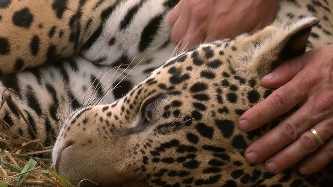 Orphan Leopard Knocked on Her Door Every Dawn. One Day She Finally Let Him In