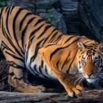 Tiger Refuses To Move For Days—Keeper Couldn’t Believe It When They Discover Why ➤ Buzzday.info