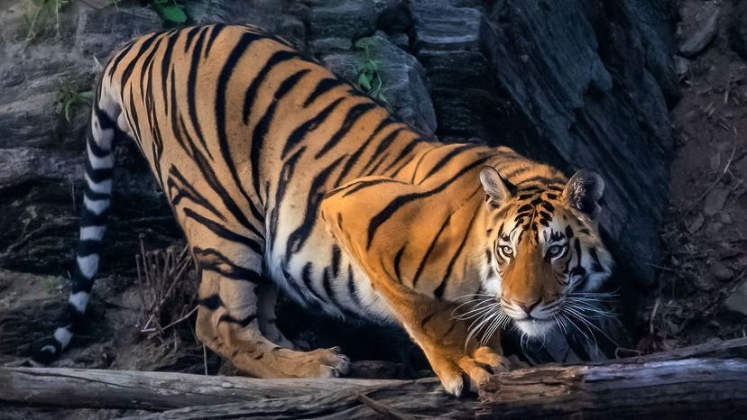 Tiger Refuses To Move For Days—Keeper Couldn’t Believe It When They Discover Why ➤ Buzzday.info