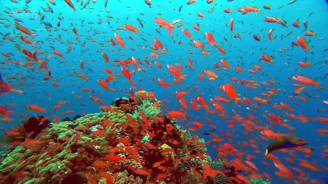 The reef wasn’t moving—what was hidden beneath it was