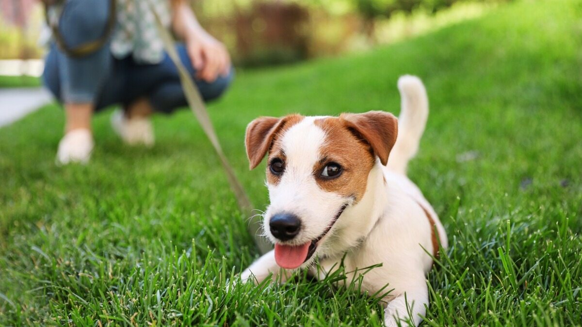 A man tired of his neighbors’ dogs turning his lawn into a toilet—and came up with a way to teach them a lesson