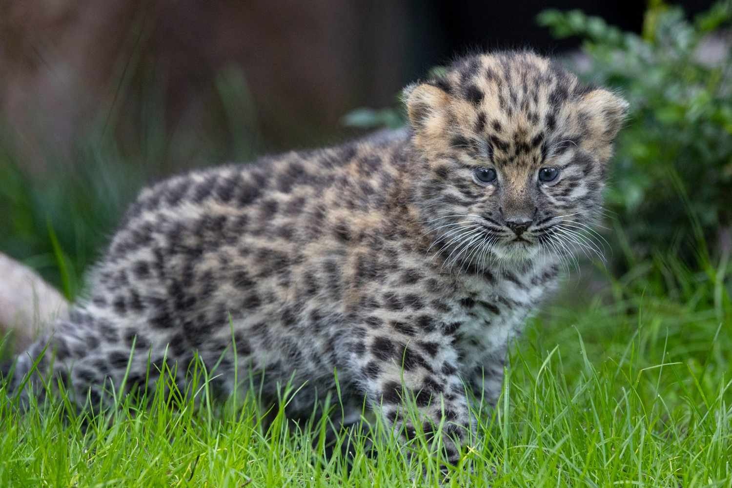 Orphan Leopard Knocked on Her Door Every Dawn. One Day She Finally Let Him In