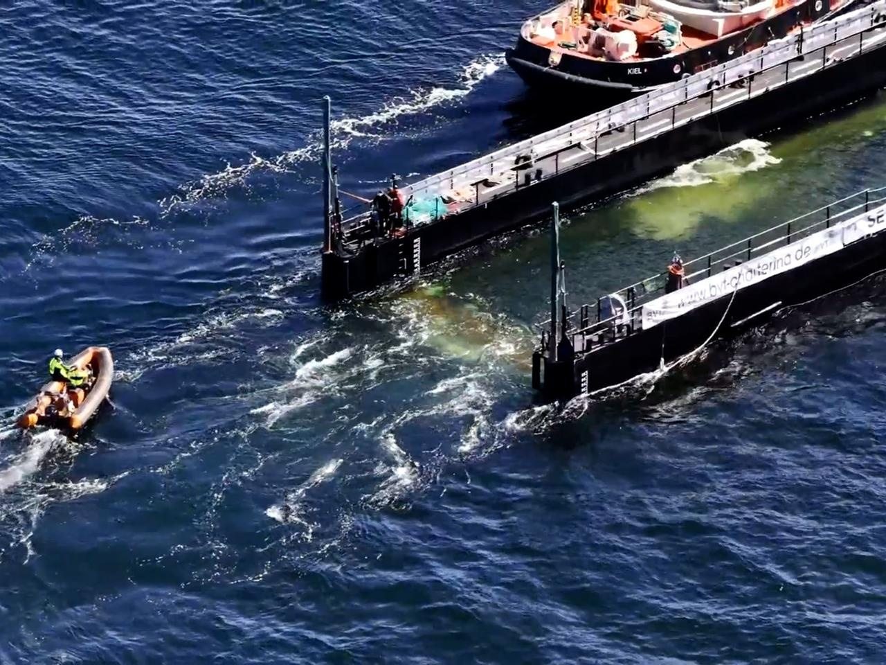 Whale in the Baltic Sea: A humpback whale has swam into a transport ship and is being moved