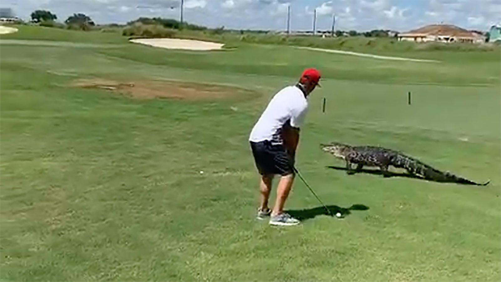 Video shows a monster alligator harassing golfers on a golf course in Georgia